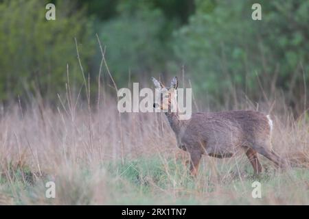 Rehe im Fellwechsel mit deutlich sichtbaren Zitzen (Europäisches Rehwild) (Reh), Rehe im Fellwechsel mit deutlich sichtbaren Zitzen Stockfoto