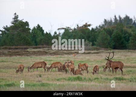 Rotwild (Cervus elaphus) der Spitzenhirsch übernimmt keine Führungsrolle, die Herde folgt dem Führer auch in der Brunftrudel und Roe Stockfoto