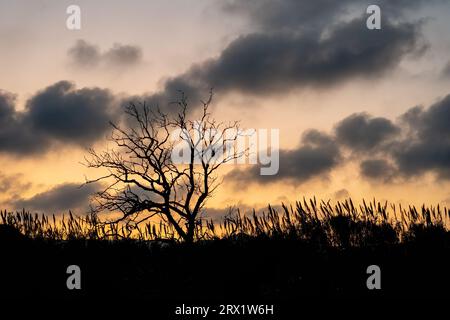 Ein hoher Baum steht vor einer Wolkenkulisse am Himmel. Stockfoto