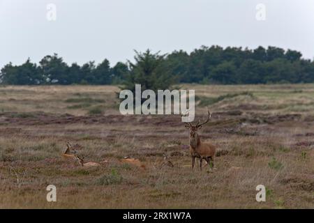 Rotwild (Cervus elaphus) die Weibchen werden meist im zweiten Herbst in der Brunft (Rottiere und Kaelber), Rotwild die Weibchen gepaart Stockfoto