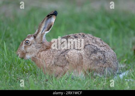 Europäischer Hase (Lepus europaeus) ernährt sich ausschließlich von Pflanzennahrung (Europäischer Hase), Europäischer Hase ist Pflanzenfresser und ernährt sich im Sommer Stockfoto