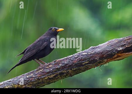 Schwarzvogel (Turdus merula), wenn ein Kampf zwischen zwei Männchen stattfindet, ist er meist kurz und der Eindringling wird bald weggejagt (Eurasischer Schwarzvogel) Stockfoto