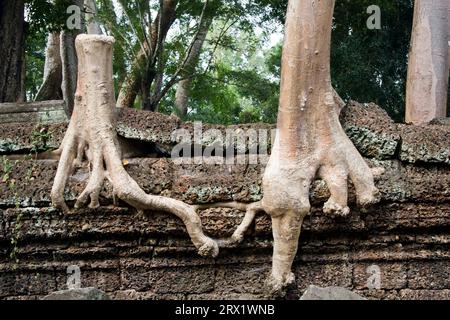 Einzigartiges Bild von einem Kapok-Baum schneiden aber noch nach der Kombination der Wurzel zusammen mit benachbarten Baum Leben Stockfoto