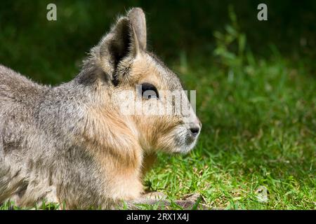 Patagonisches Mara (Doilichotis patagonum) großer Verwandter des Meerschweinchens auf einer grünen Wiese, andere gebräuchliche Namen: Patagonisches Cavy oder Patagonischer Hase Stockfoto