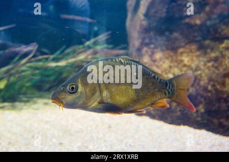 Das Pariser Aquarium, der Eurasische Karpfen oder europäische Karpfen, weithin bekannt als der gewöhnliche Karpfen, ist ein weit verbreiteter Süßwasserfisch eutrophischer Gewässer in Seen Stockfoto