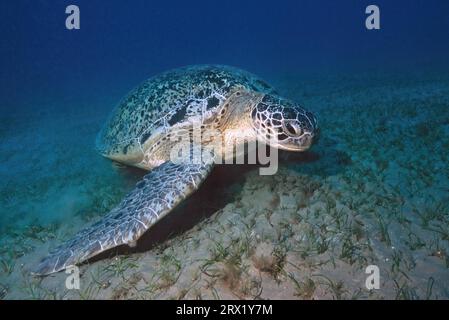 Großes Exemplar einer grünen Schildkröte (Chelonia mydas) Grüne Schildkröte kriecht über Seegraswiesen, die auf Seegras (Cymodocea serrulata) im flachen Roten Meer weiden Stockfoto