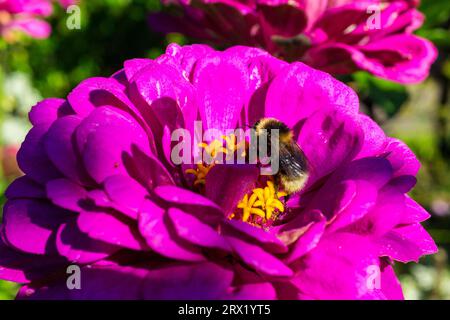 Elegante Zinnia (Zinnia elegans) Blumenkopf mit Gartenbummel (Bombus hortorum), Ungarn, Europa Stockfoto