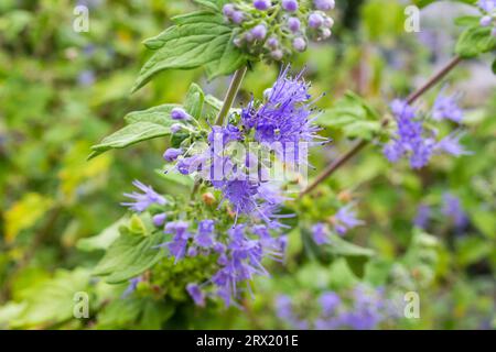 Nahaufnahme der lila Blüten von Caryopteris incana (Blaubart) im Spätsommer, Botanischer Garten, Sopron, Ungarn Stockfoto