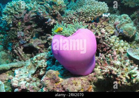 Anemonenfische in der Pracht der Anemone, Malediven Stockfoto