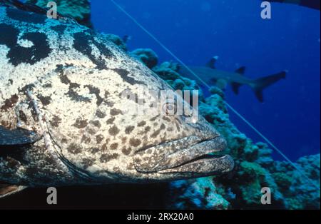 Riesenzackenbarsch, Australien, Kabeljau Stockfoto