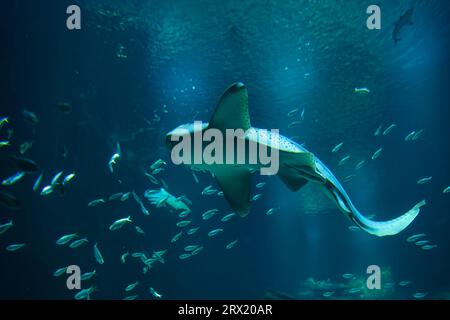 Der Zebrahai ist eine Art Teppichhai und das einzige Mitglied der Familie Stegostomatidae. Sie ist im gesamten tropischen Indo-Pazifik zu finden Stockfoto