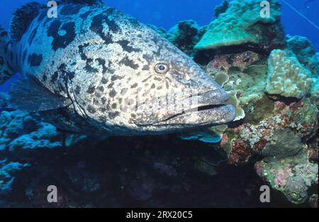 Riesen-Zackenbarsch Stockfoto