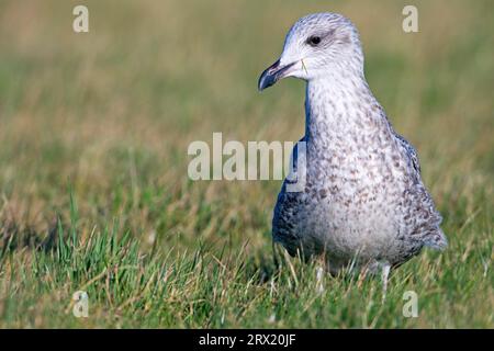 Europäische Heringsmöwen (Larus argentatus) können Meerwasser trinken (Foto Europäische Heringsmöwe Jungvogel im ersten Wintergefieder) Stockfoto