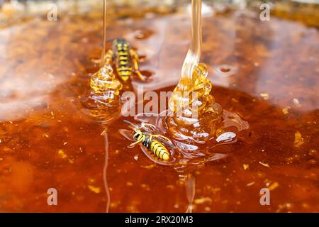 Makro-Honigblasen schließen leuchtend bernsteinfarben. Die Textur des Honigs. Das Konzept der gesunden Ernährung. Diät. Die Wespe ist in Honig ertrunken, die Wespe sitzt Stockfoto