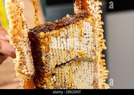 Imker entfernt Wabenwaben aus dem Bienenstock. Person, die Honig aus dem Bienenstock nimmt. Landwirt, der mit Wabenwaben im Bienenstand arbeitet. Bienenzucht auf dem Land. Organisch Stockfoto