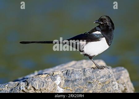 Hudsonian Magpies bauen überdachte Nester, diese werden als Kugelnester (Foto Hudsonian Magpie (Pica hudsonia) juvenile Vögel auf einem Felsen), Black-billed (Schwarze Rechnung) bezeichnet Stockfoto