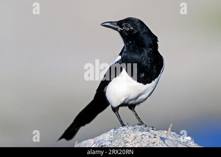 Schwarzschnabelmagpie (Pica hudsonia), das natürliche Vorkommen ist in Nordamerika (Foto Hudsonian Magpie juvenile Vogel auf einem Felsen), Schwarzschnabelmagpie Stockfoto