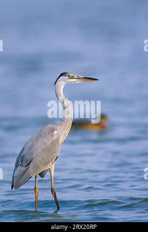 Graureiher (Ardea cinerea) erreichen eine Körperlänge von 90, 98 cm (Foto Graureiher auf der Elbe), Graureiher hat eine Körperlänge von 90 bis 98 cm (Gray) Stockfoto