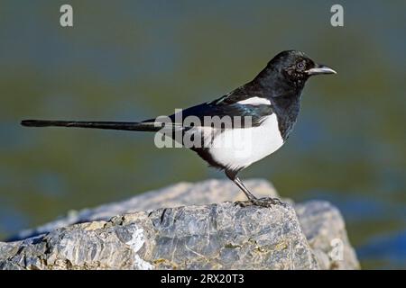 Schwarzschnabelmagpie (Pica hudsonia), das kugelförmige Nest ist in Bäumen gebaut, hauptsächlich im Baldachin (Foto Hudsonian Magpie juvenile Vogel auf einem Felsen) Stockfoto