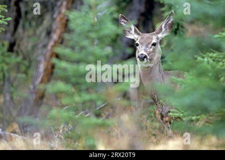 Maultierhirsch (Odocoileus hemionus), wenn das Weibchen während der Brunft nicht schwanger wird, wird es wieder gerutscht und sich wieder paart (Großohrhirsch) (Foto) Stockfoto