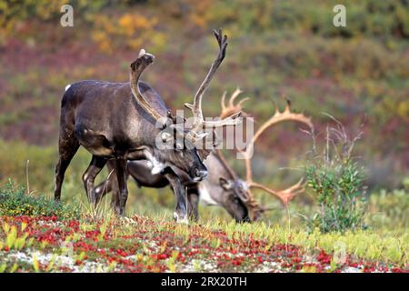 Rentiere (Rangifer tarandus), das Wachstum des neuen Geweihs beginnt im Frühjahr bei Männchen (Alaskan Caribou) (Foto Caribou in der Tundra), Caribou Stockfoto