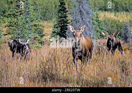 ELK, das Männchen wird Bulle genannt, das Weibchen Kuh und ein Junges Kalb (Alaskan Elch) (Alces alces) (Foto junger Bulle Elch) Stockfoto