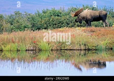 ELK, die größten Vertreter dieser Art, sind in Alaska und Sibirien zu beobachten (Alaskan Elch) (Foto Bullenmoch (Alces alces) in der Nähe einer Tundra Stockfoto