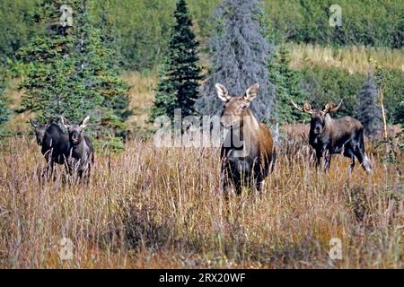 ELK, das Männchen wird Bulle genannt, das Weibchen Kuh und ein Junges Kalb (Alaskan Elch) (Alces alces) (Foto junger Bulle Elch) Stockfoto