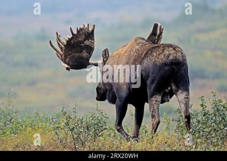 ELK, eine samtige, stark blutreiche Haut, die Samt genannt wird, bedeckt das wachsende Geweih (Elch aus Alaska) (Foto Elch aus dem Stier (Alces alces) mit Samtbezug Stockfoto