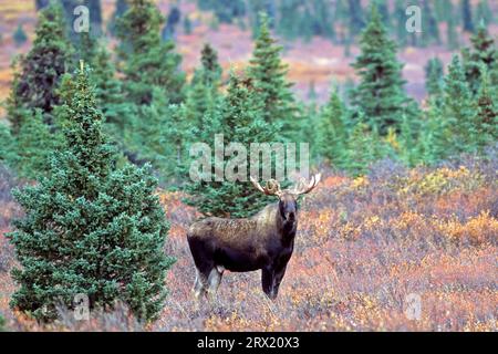 ELK, der größte Vertreter dieser Art, findet sich in Alaska und Sibirien (Alaskan Elch) (Foto Bullenmoch (Alces alces) in Denali Stockfoto