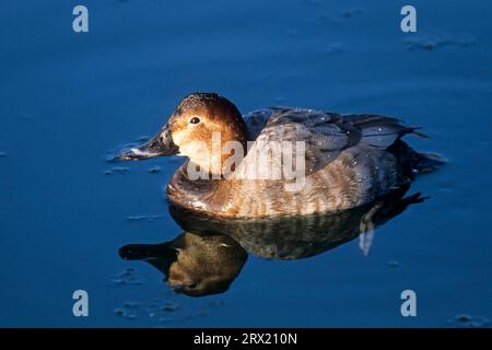 Der Name bezieht sich auf das leckere Fleisch (Foto Weibchen), der Weibchen, die Weibchen geben heiseres Knurren und die Männchen pfeifen Stockfoto