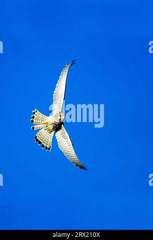 Gemeine Sturmfalken (Falco tinnunculus) sind in Europa nicht gefährdet (Foto Sturmfalke im Flug), Gemeine Sturmfalke ist in Europa (Europa) nicht bedroht Stockfoto