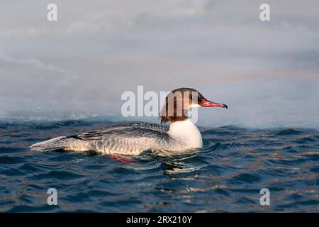 Gemeiner Merganser (Mergus merganser), die Kupplung zählt in der Regel 8, 12 Eier, in Ausnahmefällen werden 17 Eier gelegt (Foto Weibchen jagt Fische am Rand Stockfoto