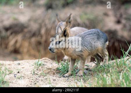 Patagonisches Mara (Dolichotis patagonum), die Weibchen gebären 1, 2 Jungtiere (große Mara) (Foto Jungtiere am Höhleneingang), Patagonisches Stockfoto