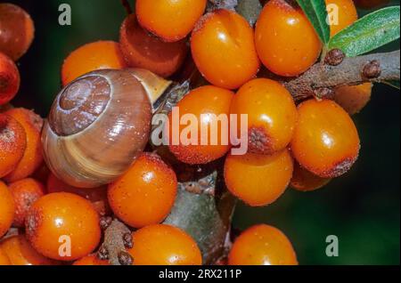 Die Grove Schnecke ist eine der häufigsten Landschneckenarten in Europa (Braunlippschnecke) (Foto Schnecke zwischen Sanddorn (Hippophae) Stockfoto