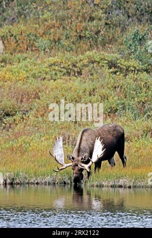 ELK, am Ende des Winters werfen die Männchen ihr Geweih (Elche aus Alaska) (Foto Elche aus Alces), die an einem Tundra-See trinken), Elch, die Männchen Stockfoto