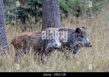 Wildschwein (Sus scrofa), die Männchen verlassen ihren Signalgeber im Alter von 8 bis 15 Monaten (Eurasisches Wildschwein) (Foto Wildschwein subadult in einem Fichtenwald) Stockfoto