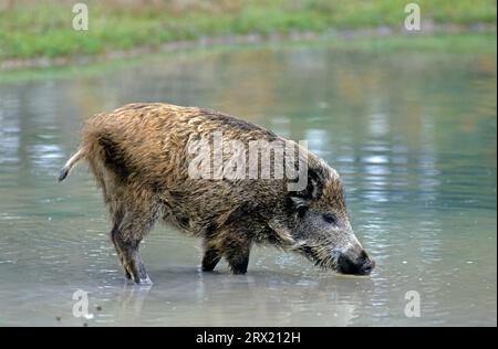 Wildschwein (Sus scrofa), die Männchen verlassen ihren Signaltongeber im Alter von 8 bis 15 Monaten (Eurasisches Wildschwein) (Foto Wildschwein subadulter Trinken) Stockfoto