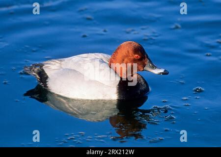 Gewöhnliche Plantagen (Aythya ferina) sind gesellige Vögel, die im Winter große Herden bilden (Foto ausgewachsenes Männchen im Sommergefieder) Stockfoto