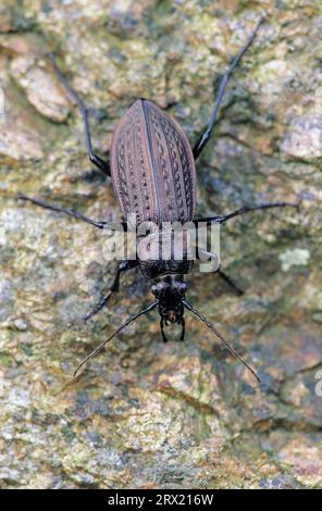 Granulat-Bodenkäfer (Carabus granulatus) gehört zur Familie der Bodenkäfer (Gekoernter Laufkaefer), Granulat-Bodenkäfer ist eine Art Stockfoto