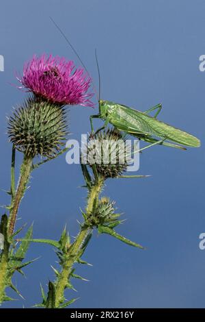 Green Bush-Cricket ist, im Gegensatz zu vielen anderen Heuschreckenarten, Tag und Nacht aktiv (Foto Weibchen mit sichtbarem Linkshorn), Great Green Stockfoto