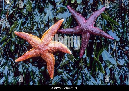 Seesterne (Asterias rubens) erreichen eine durchschnittliche Größe von 10, 30 cm, aber auch Exemplare bis 52 cm sind bekannt (Foto Seesterne auf Algen), häufig Stockfoto