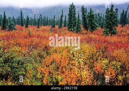 Tundra-Landschaft mit Zwergbirken und Fichten im indischen Sommer, Denali National Park, Alaska Stockfoto