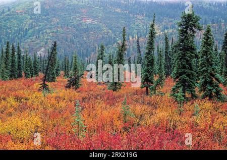 Tundra-Landschaft mit Zwergbirken und Fichten im indischen Sommer, Denali National Park, Alaska Stockfoto