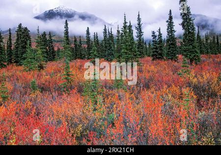 Tundra-Landschaft mit Zwergbirken und Fichten im indischen Sommer, Denali National Park, Alaska Stockfoto