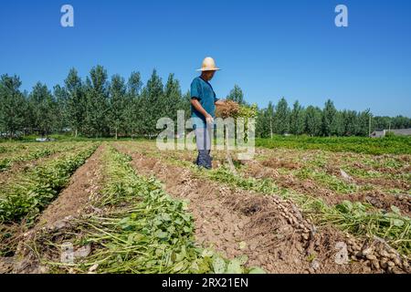 Luannan County, China - 2. September 2022: Bauern ernten Erdnüsse auf den Feldern. Stockfoto