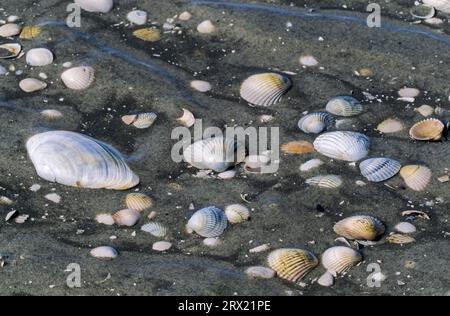 Conches im Wattenmeer, St. Peter Ording, Nordfriesland Stockfoto