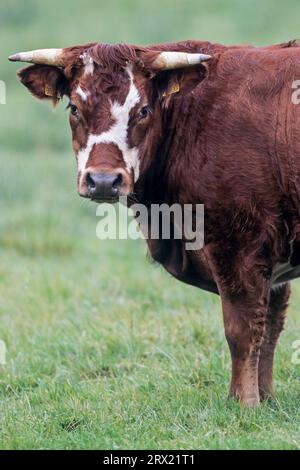 Hausratten (Bos primigenius taurus) schlafen durchschnittlich 4 Stunden am Tag (Foto einer Kuh), Hausrinder, die Schlafzeit beträgt etwa 4 Stunden Stockfoto