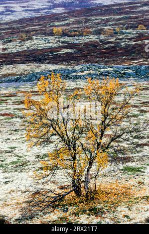 Birke mit Herbstlaub in der Tundra, Tundra mit Birke im Herbst, Dovrefjell Nationalpark, SOER Trondelag Norwegen Stockfoto
