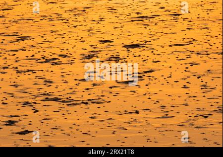 Lugwurmhäufchen im Wattenmeer, Blow Lug Jets im Wattenmeer, Meldorfer Bucht, Schleswig-Holstein Stockfoto